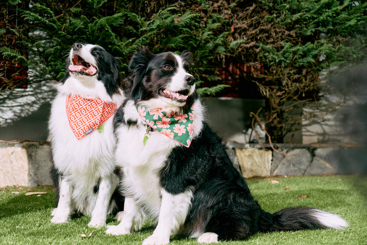 Hot Dog Bandana - Bold Blooms