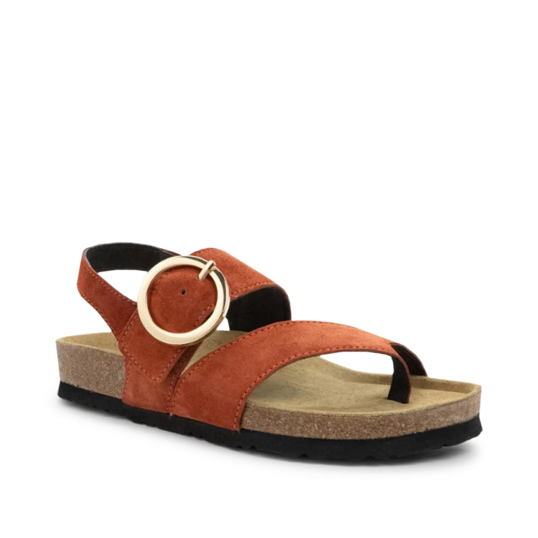 Baltimore Spice Suede