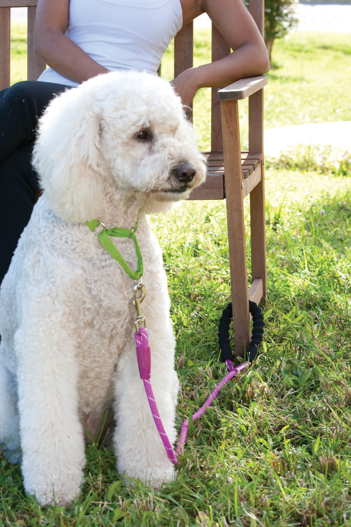 Snap and Stay Dog Leash - Red